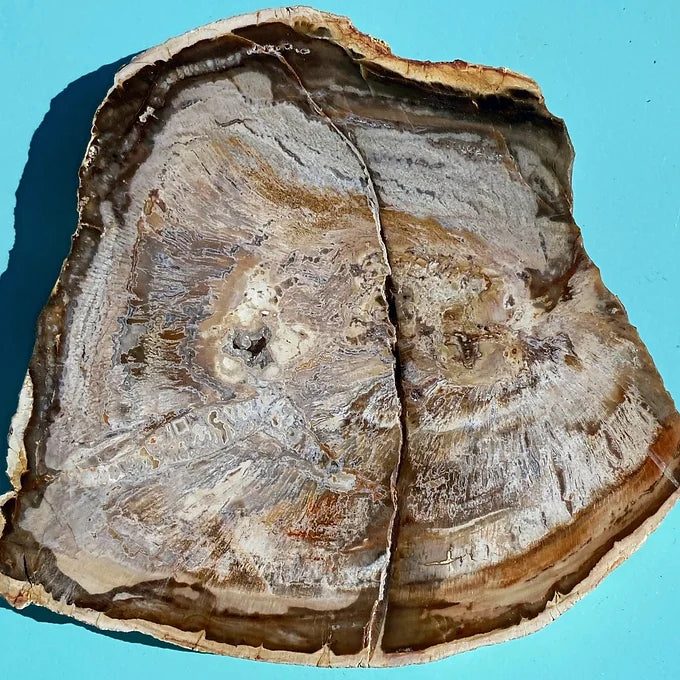 Petrified Wood