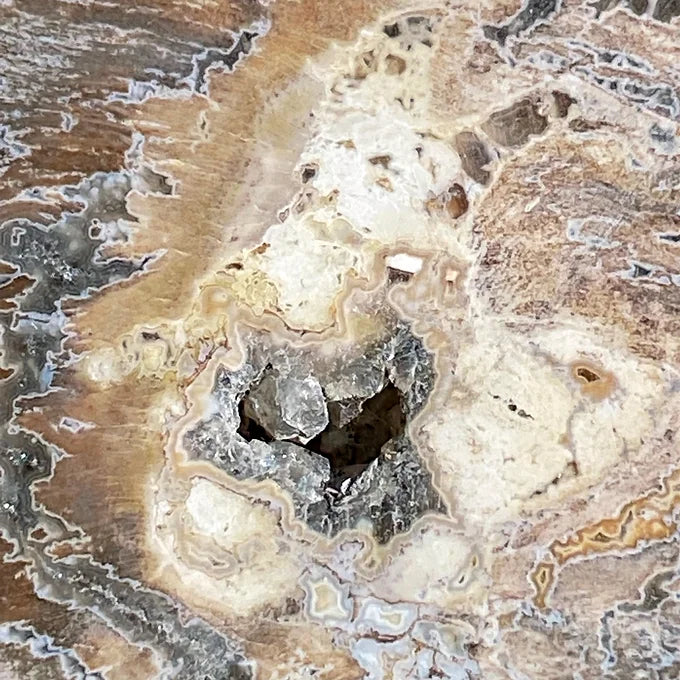 Petrified Wood